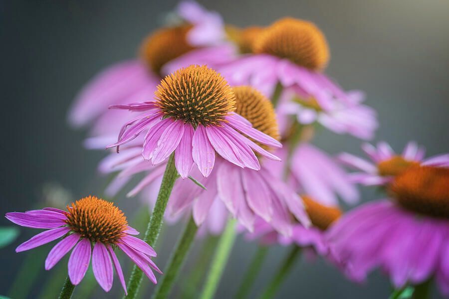 joancarroll's tweet photo. Blooming Purple Coneflowers! https://t.co/NDwNzjTBjI #coneflowers #flowers #pink #purple #bloom #petals #garden #nature #flora #vibrant #FAArtist #buyart #HomeDecor #wallart #artforsale #artstore #wallartforsale #giftideas @joancarroll https://t.co/AVKOT1CIlj