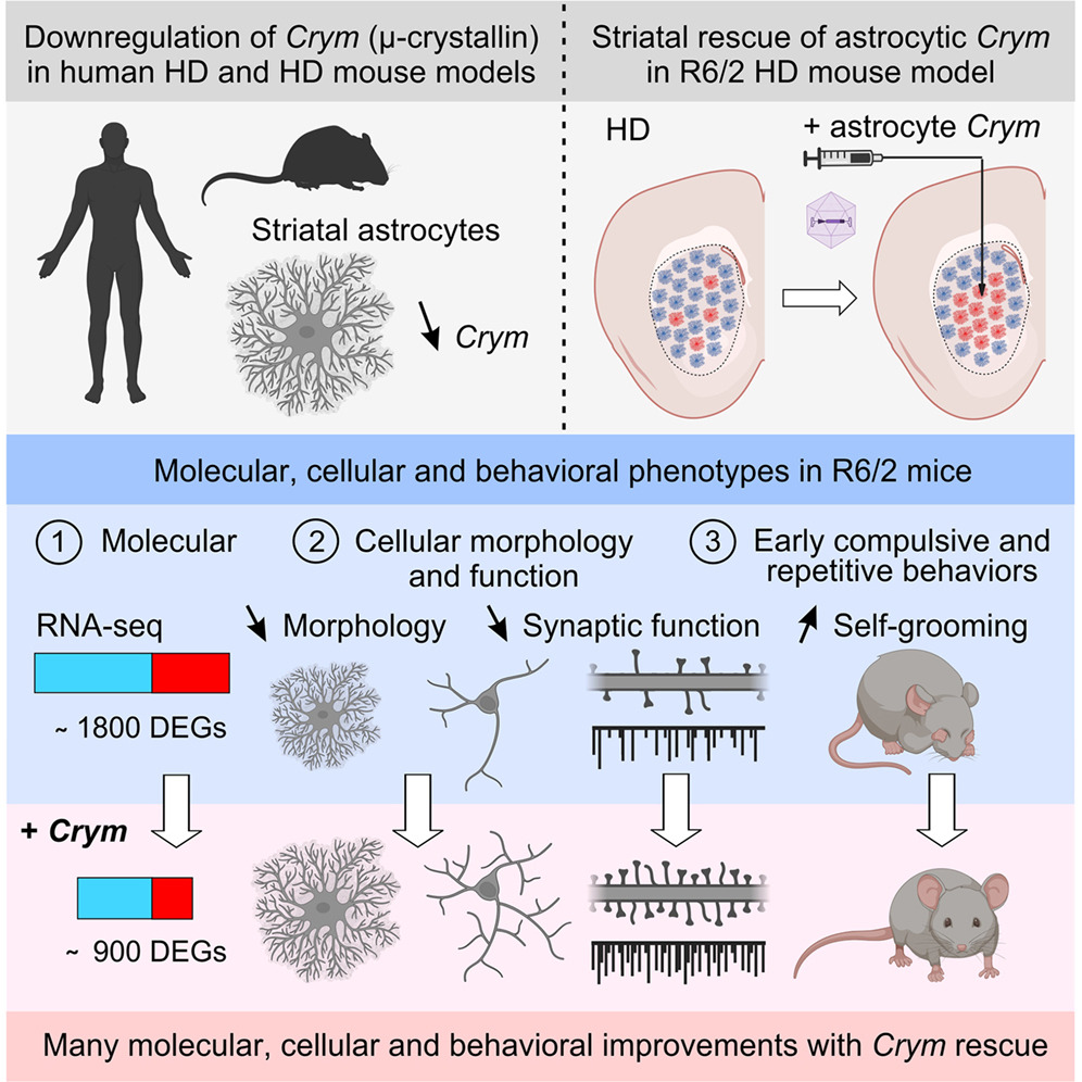NeuralCell's tweet photo. In this @NeuroCellPress article, scientists identify μ-crystallin-expressing #astrocytes as modulators of #Huntington’s disease pathophysiology and suggest that restoring μ-crystallin could be beneficial in early disease stages.

#OpenAccess 🔗 https://t.co/8y0YNsAiGU https://t.co/pB17WRMbG1