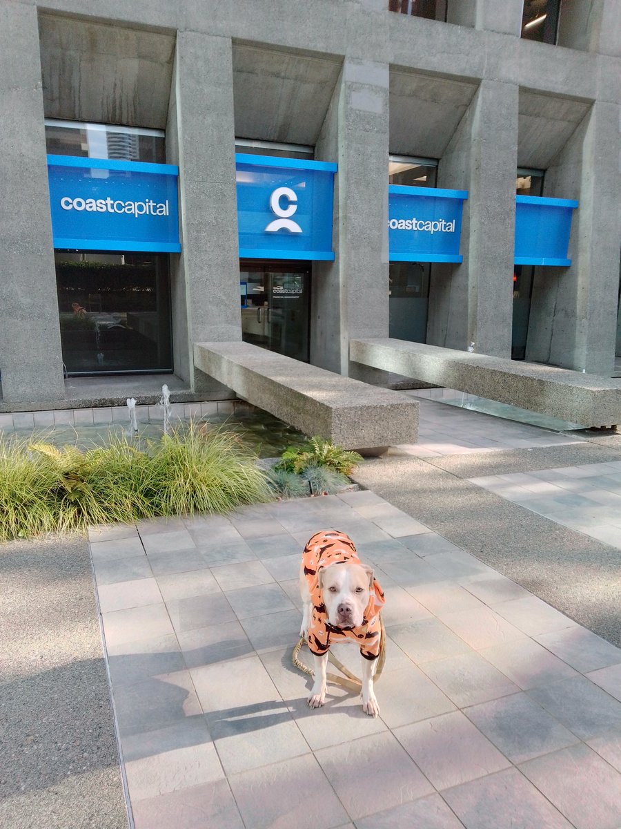 LebrockTony's tweet photo. 🐾Joey's🏦,Pittie Posing¡🐾😎🐕⭐
#pittrageous #dogpose #furbaby #moneyvibes #dogstyle #dogsofx
#petphotography #pittiesaregreat https://t.co/Ct4wm4ZVs7