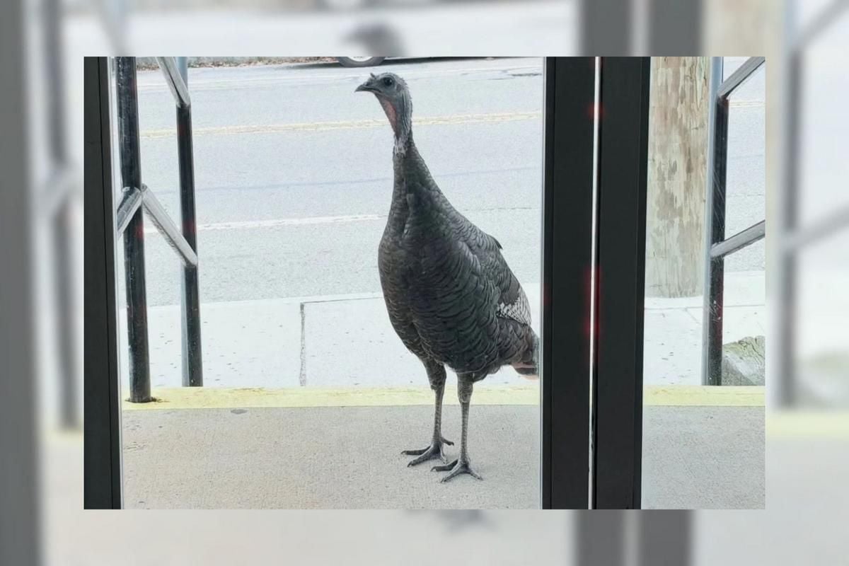 Fun107's tweet photo. Somerset’s Newest Visitor Is “Meatball”
A wild turkey stopped by Ma Raffa’s in Somerset, and Facebook followers helped give the feathered guest a fitting name. 
https://t.co/Oq1HdXDIAp https://t.co/R3lZOw5MjU