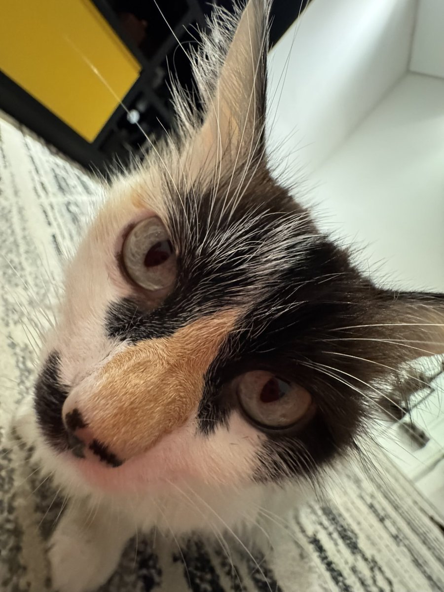 msFlat1's tweet photo. Amo minha gata https://t.co/Eqjk79nVGi