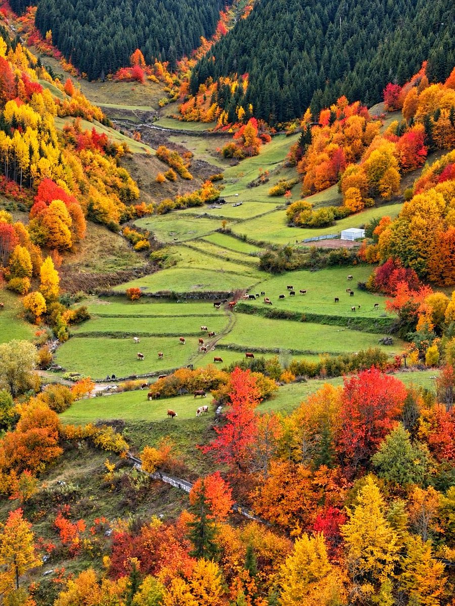 bpthaber's tweet photo. Artvin Şavşat'ta sonbahar manzarası. https://t.co/R6RLfhxln6