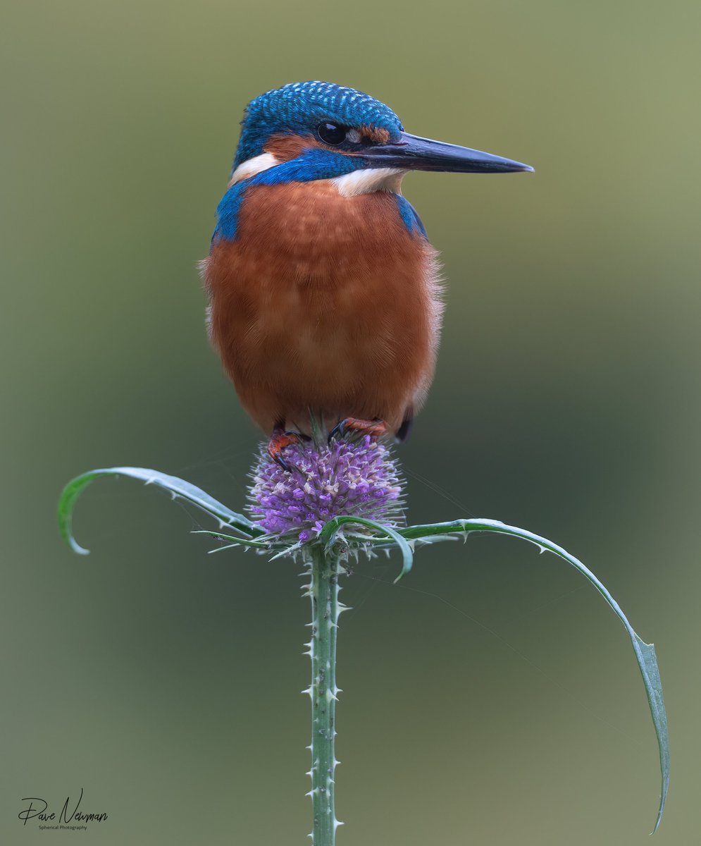 DaveSpherical's tweet photo. Horrible weather today, but at least these were playing ball. Juvenile Male Kingfisher :) :)

#kingfisher #posing #photography #SonyAlpha #art #beautiful 

@SonyUK https://t.co/fvDVzM7RxH