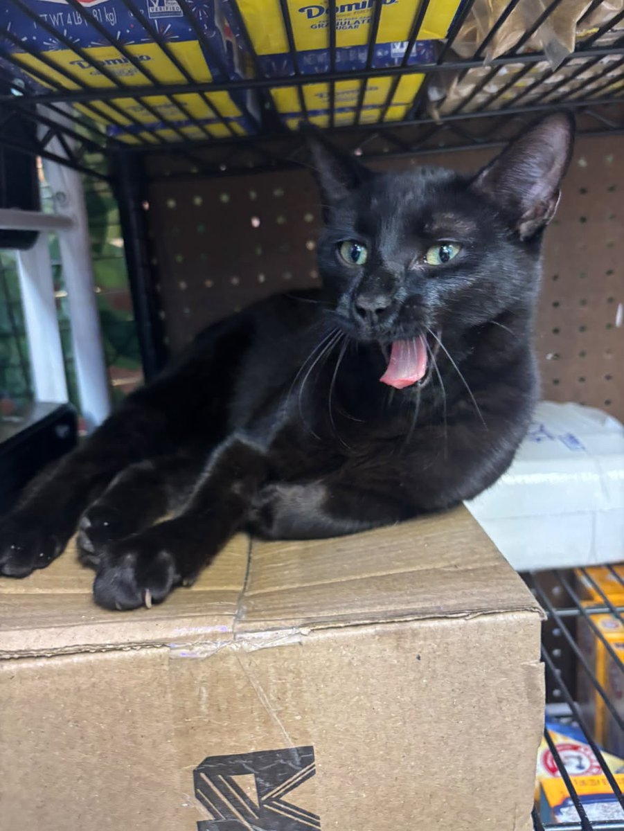 Bodegacats_'s tweet photo. https://t.co/HXfEtFUCnI