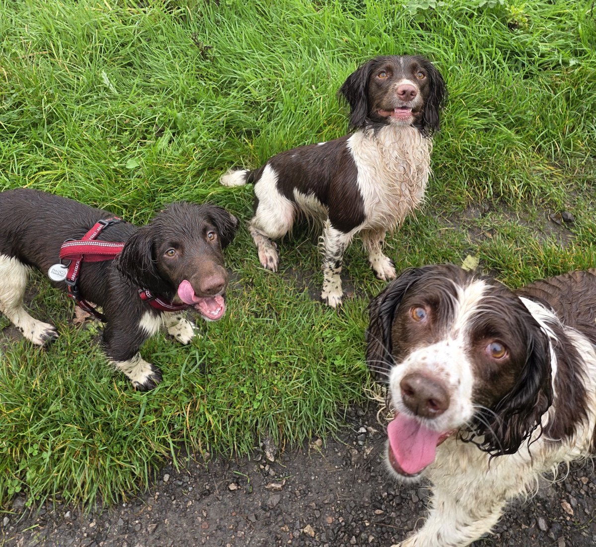 SpringerSaint's tweet photo. Iona had some "hydrotherapy" on the way back from the vets 😂
Everybody was soggy but it was a lovely autumn day 🍂 and the gang found a Frisbee too https://t.co/GbuvXyR4Sr