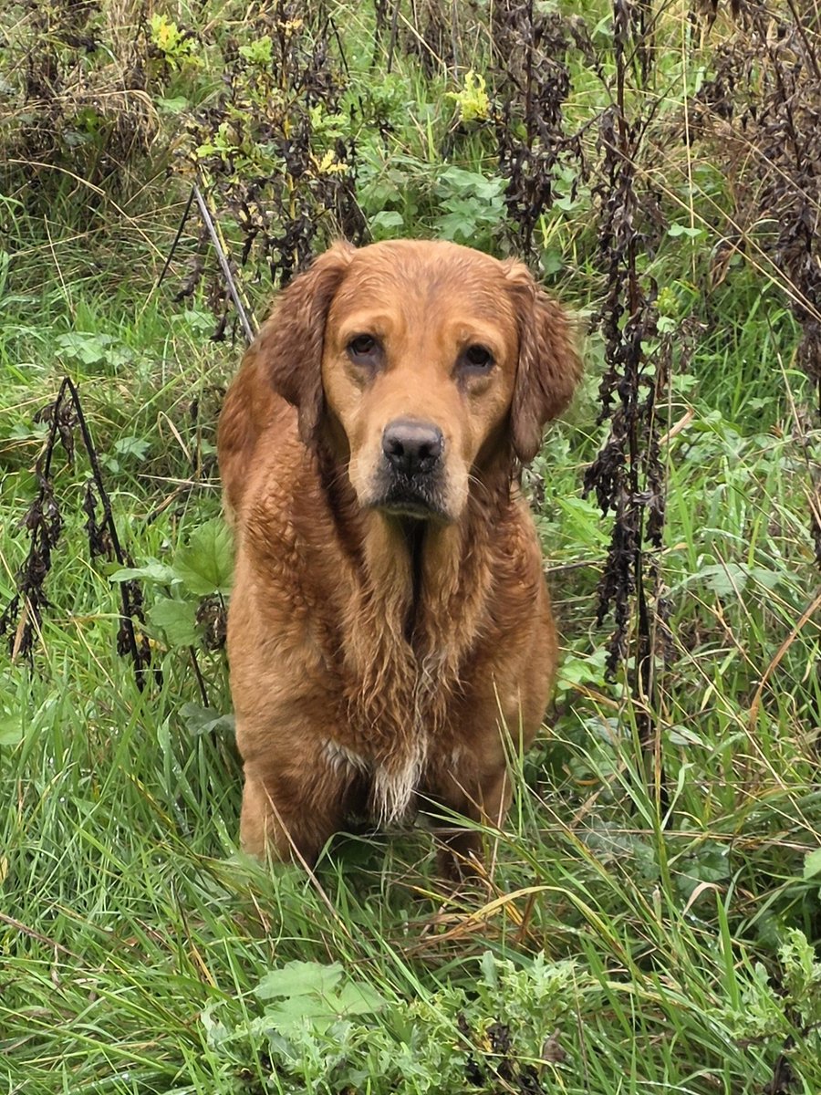 SpringerSaint's tweet photo. Iona had some "hydrotherapy" on the way back from the vets 😂
Everybody was soggy but it was a lovely autumn day 🍂 and the gang found a Frisbee too https://t.co/GbuvXyR4Sr