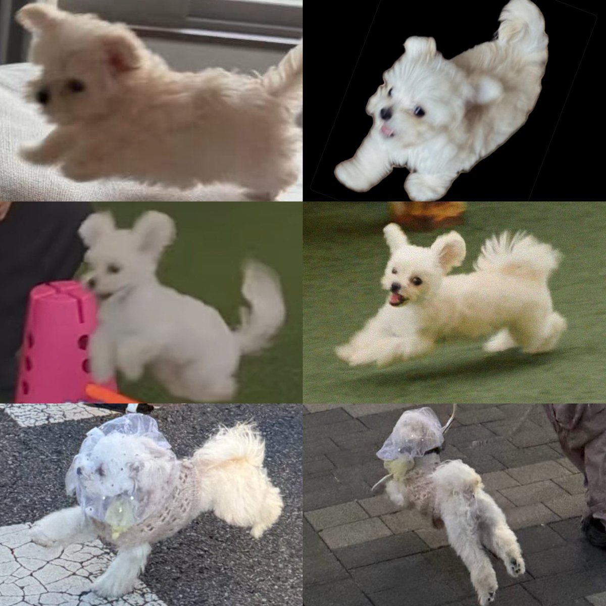 kittybooblu's tweet photo. วิวัฎนาการสเต็ปเพิ่น ม๋าด่วน ม๋าซิ่ง ม๋าบิน💨 https://t.co/FN3Le1mT0Z