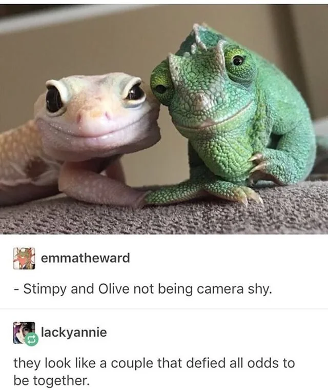 WholesomeMeme's tweet photo. https://t.co/BCtyo3RHBl
