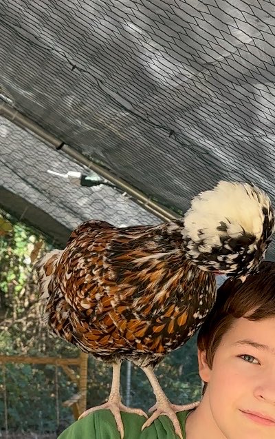 LF_Puff's tweet photo. @autumnsdad1 Looks like puff.   They could be friends https://t.co/8fuQyKViug