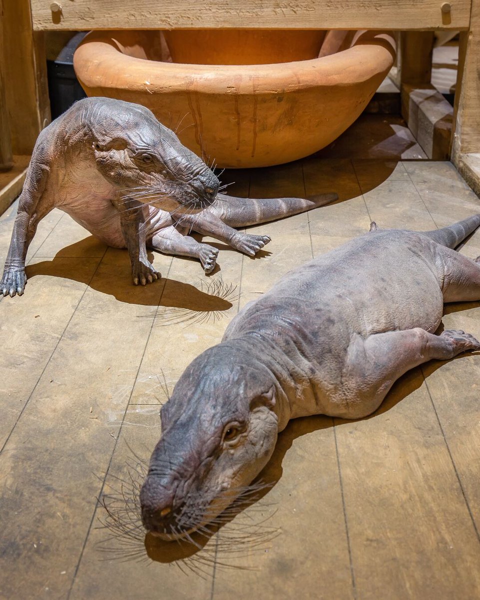 ArkEncounter tweet picture