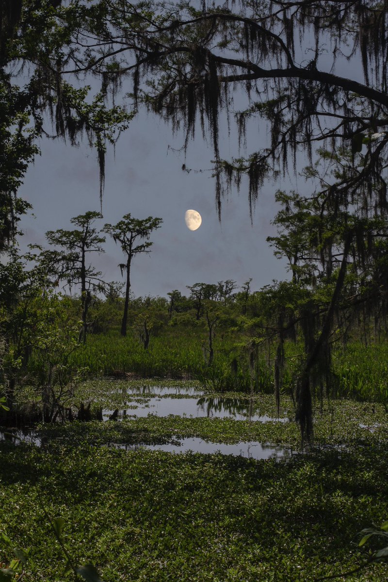 thesoggyblanket's tweet photo. couple more from New Orleans https://t.co/MTfYWv16Lc