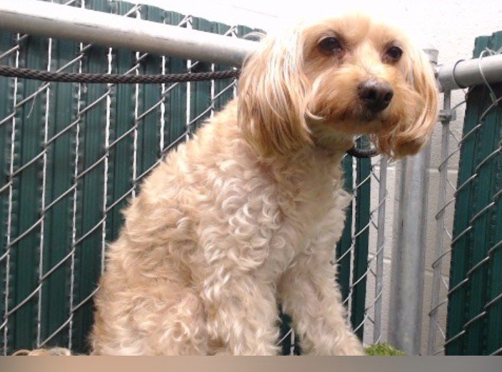 mapleveewesem's tweet photo. 🆘️🚨🆘️ BELLA, who is now 8 years &amp; 5 months old, was at Downey #California ACC in early May, but adopted quickly. She was returned to the shelter on 10-15 after 5 months 😡 She only weighs 13.5 lbs &amp; is all ready to go to a real forever home.
info 🔽 #A5774168 https://t.co/5ZQ4k1yPvR