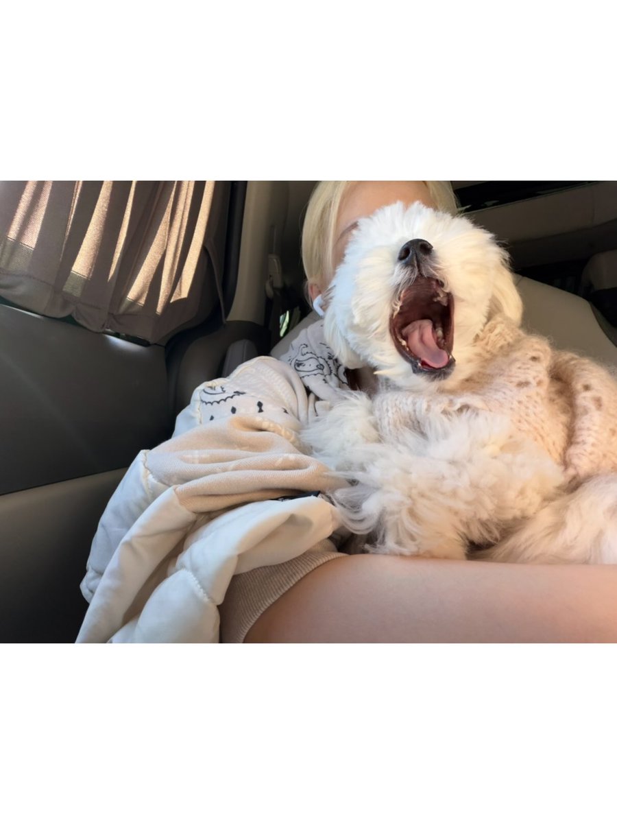 summaergirl's tweet photo. 𑣲 ⠀: ⠀ @ imwinter

뽀와나
뽀졸려
마주쳤다, 눈
? https://t.co/FteqKre8fL