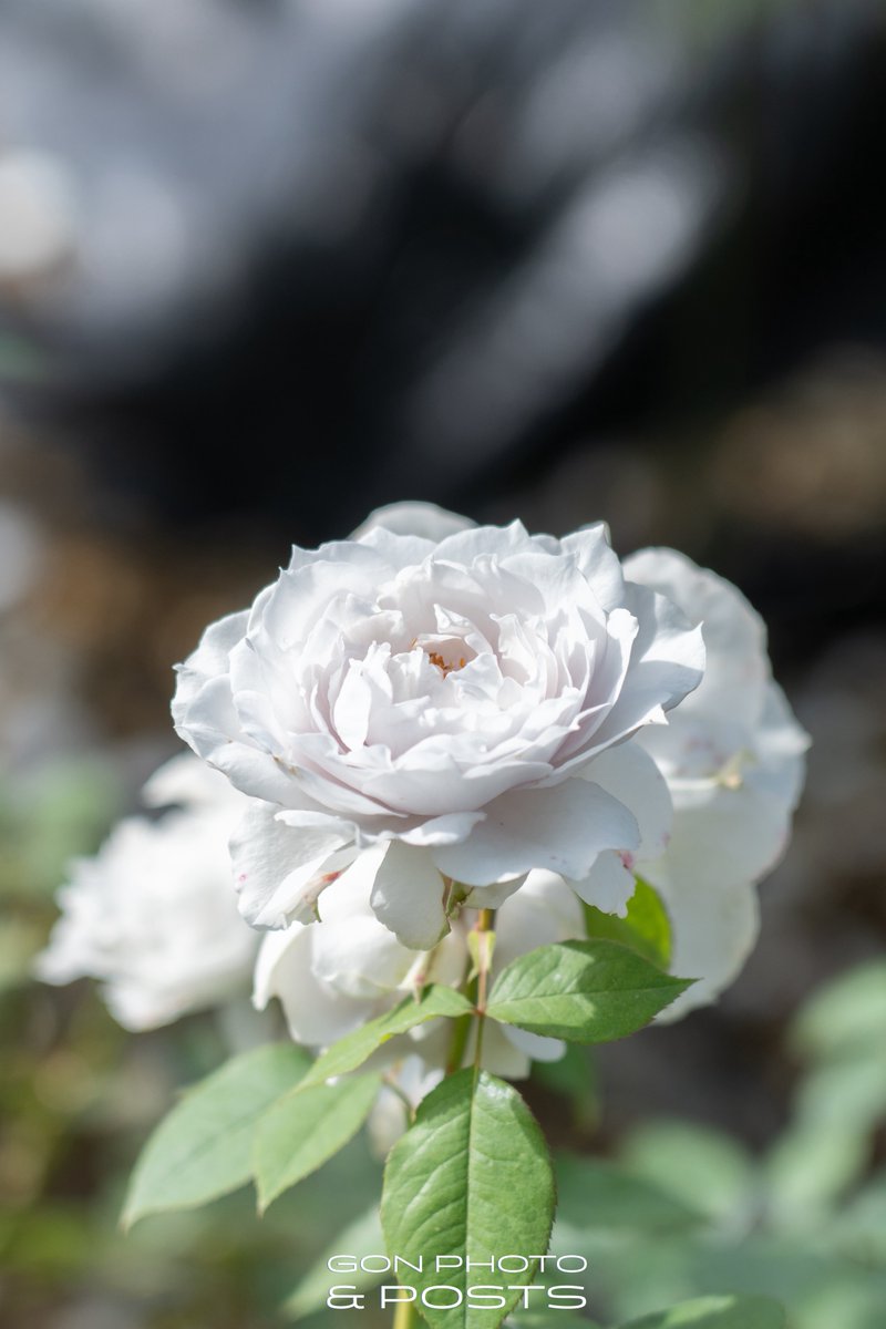 gonnosukesaka's tweet photo. おはようございます。モクモク木曜日です！今日もご安全に🧑🏻‍🚀
#flower
#キリトリセカイ
#TLを花でいっぱいにしよう https://t.co/5Sjx7YRSZK
