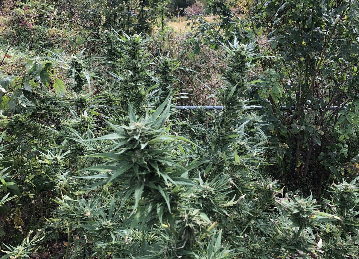 tualgorithm's tweet photo. This being #harvestseason you can bet your ass that I’m stoned off my ass on some excellent fresh weed if you’re seeing me online. 

Say fucking hi asshole! https://t.co/EY7GUU2kSJ
