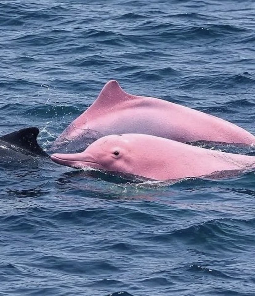 Believe_AoG's tweet photo. To those who do not ignore pink dolphins: 66 years of good luck ⭐️💕 https://t.co/MNZtecAWME