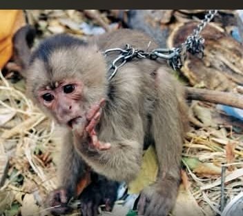 Joseph3Sengendo's tweet photo. What sort of parents are you   who kills your own babies for food and money? https://t.co/dQTy8NMDQq