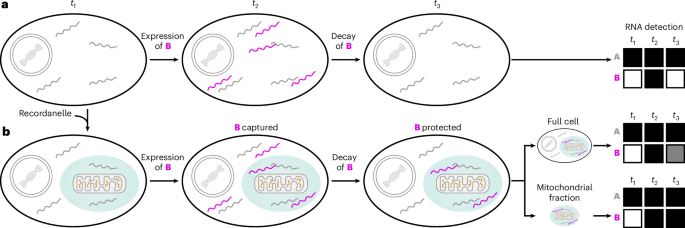 NatureBiotech's tweet photo. Recordanelles for transcriptome-wide single-cell RNA recording in human cells https://t.co/IIQcpfyQfF https://t.co/uruesrQiaX