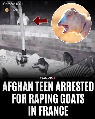 Ryerson_Dundas's tweet photo. @AsianDawn4 Keep the mozlems away from them goats. https://t.co/Xpd4zSvFGe