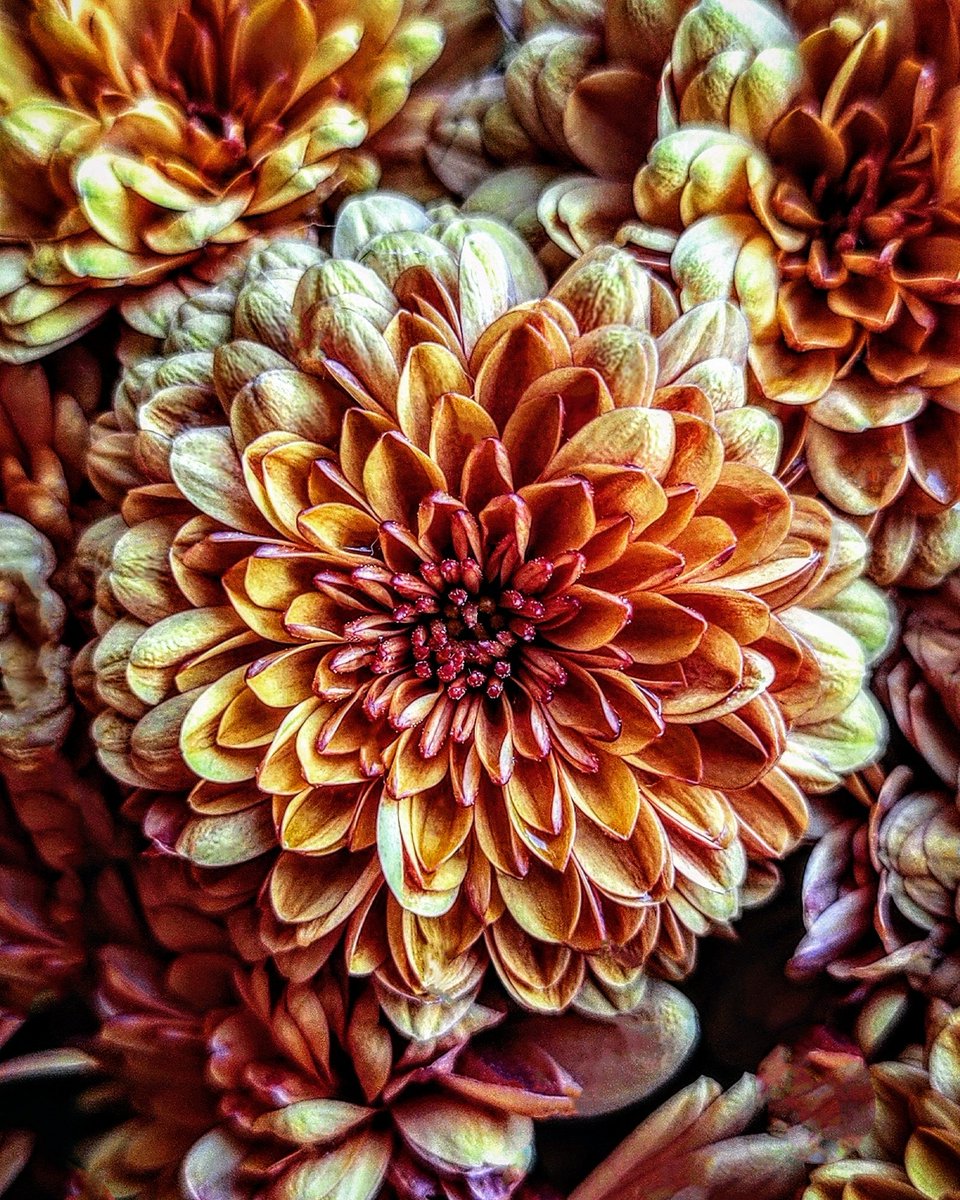 DestCharming's tweet photo. I'm so glad I live in a world where there are Octobers.🍂🍁🍂
---L.M. Montgomery 
Chrysanthemums are one of the prettiest flowers in my autumn garden and I love them in this copper caramel color.🧡🧡🧡
#gardening #flowerphotography #chrysanthemums https://t.co/B7bnl0AmMe