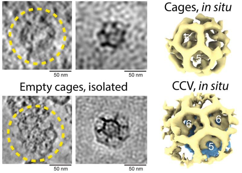 Roy_Lab_Thinks's tweet photo. I'm obsessed with these empty clathrin cages people are seeing in neurons, and don't understand why others are not. So I put everything together and wrote a brief review (Current Opinion in Neurobiology, free access for 50 days):
https://t.co/hA4cmIiS0Q https://t.co/jQqzxlADMh