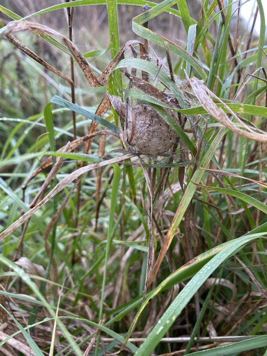 DiddyDanDi's tweet photo. @BritishSpiders 

A wasp spider’s nest found on a reserve in Northants today. This spider was being very attentive to it, as if it was guarding it. I think it’s a male. Is this unusual behaviour, as surely he would most likely have been eaten by the female after mating? https://t.co/oEXB7kGj0j