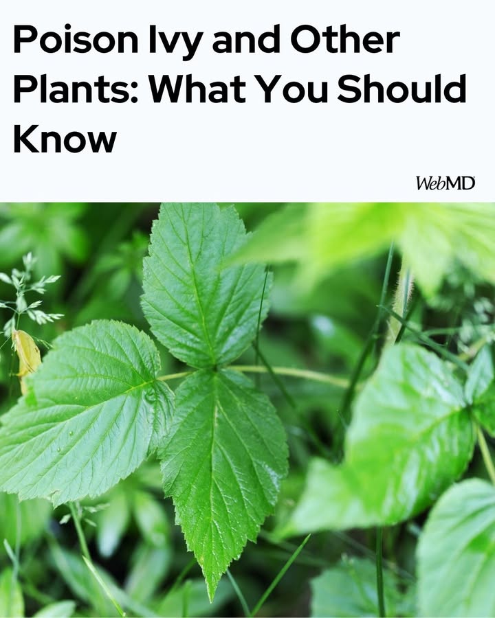 WebMD's tweet photo. Poison ivy, poison oak, and poison sumac grow in wooded or marshy areas throughout North America. The plants aren’t really poisonous. They have a sticky, long-lasting oil called urushiol that causes an itchy, blistering rash after it touches your skin. Other plants to watch out for: https://t.co/ck5gjMitNp