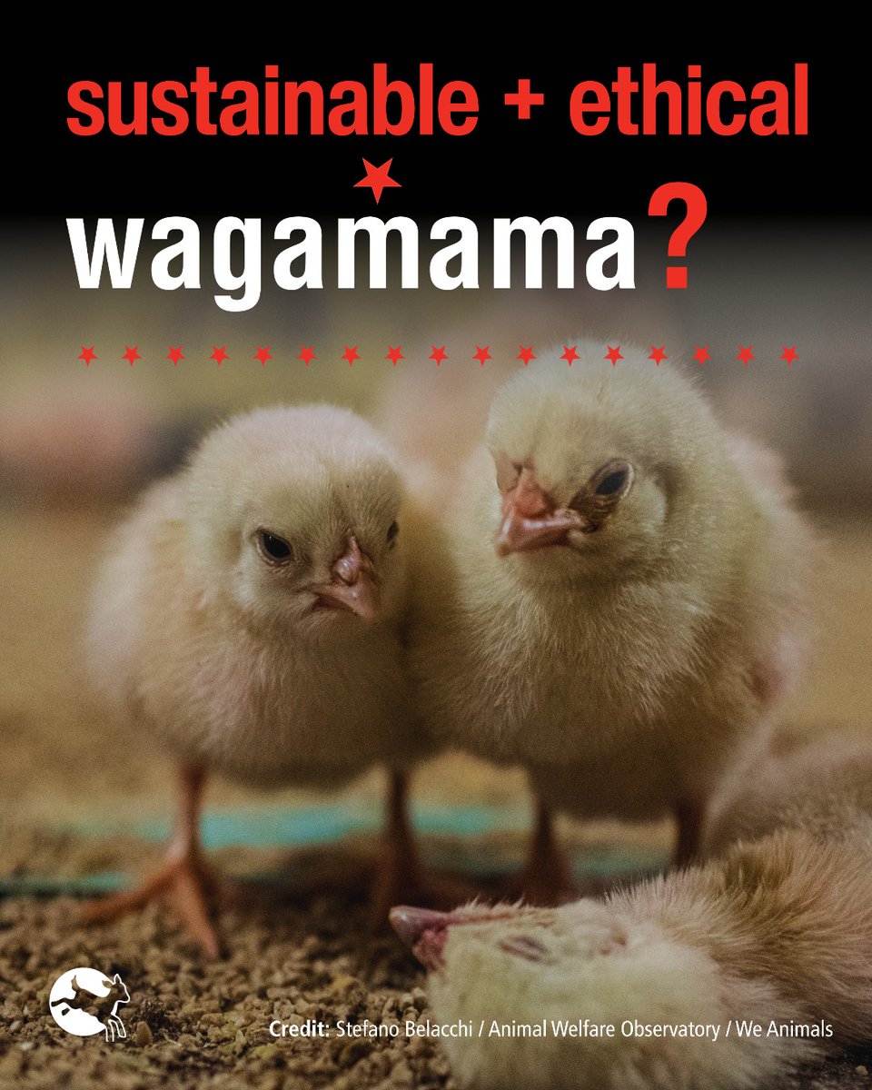 ciwf's tweet photo. Wagamama says it's “sustainable + ethical”.

But after seven years of promises, it's still serving #Frankenchickens.

A truly sustainable food system can't ignore animal welfare.

#GoForSlow 🐔👇 https://t.co/6xxxAscPiv https://t.co/fRmIpRU4a6