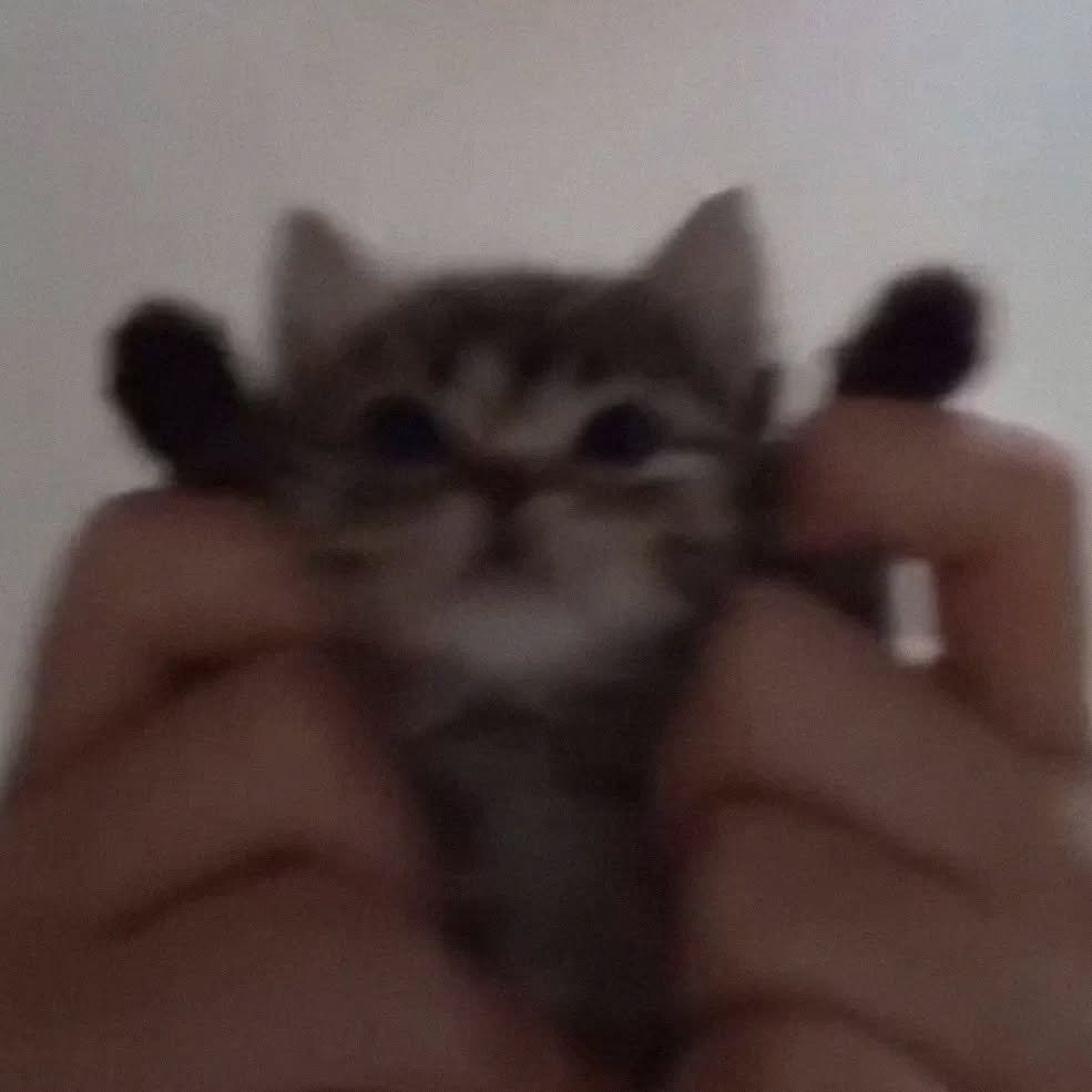 PunchingCat's tweet photo. https://t.co/CsDwqDUYIb