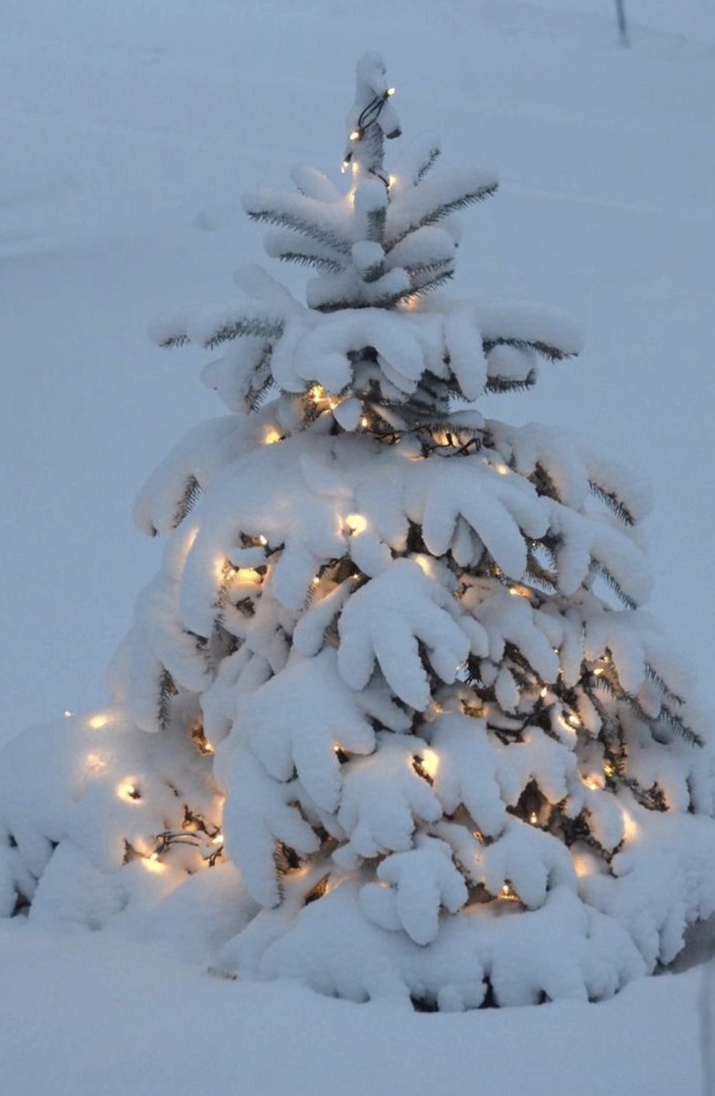 EvaLovesDesign's tweet photo. Snow is quiet, that’s why I love it https://t.co/u9Wt9G9hrn