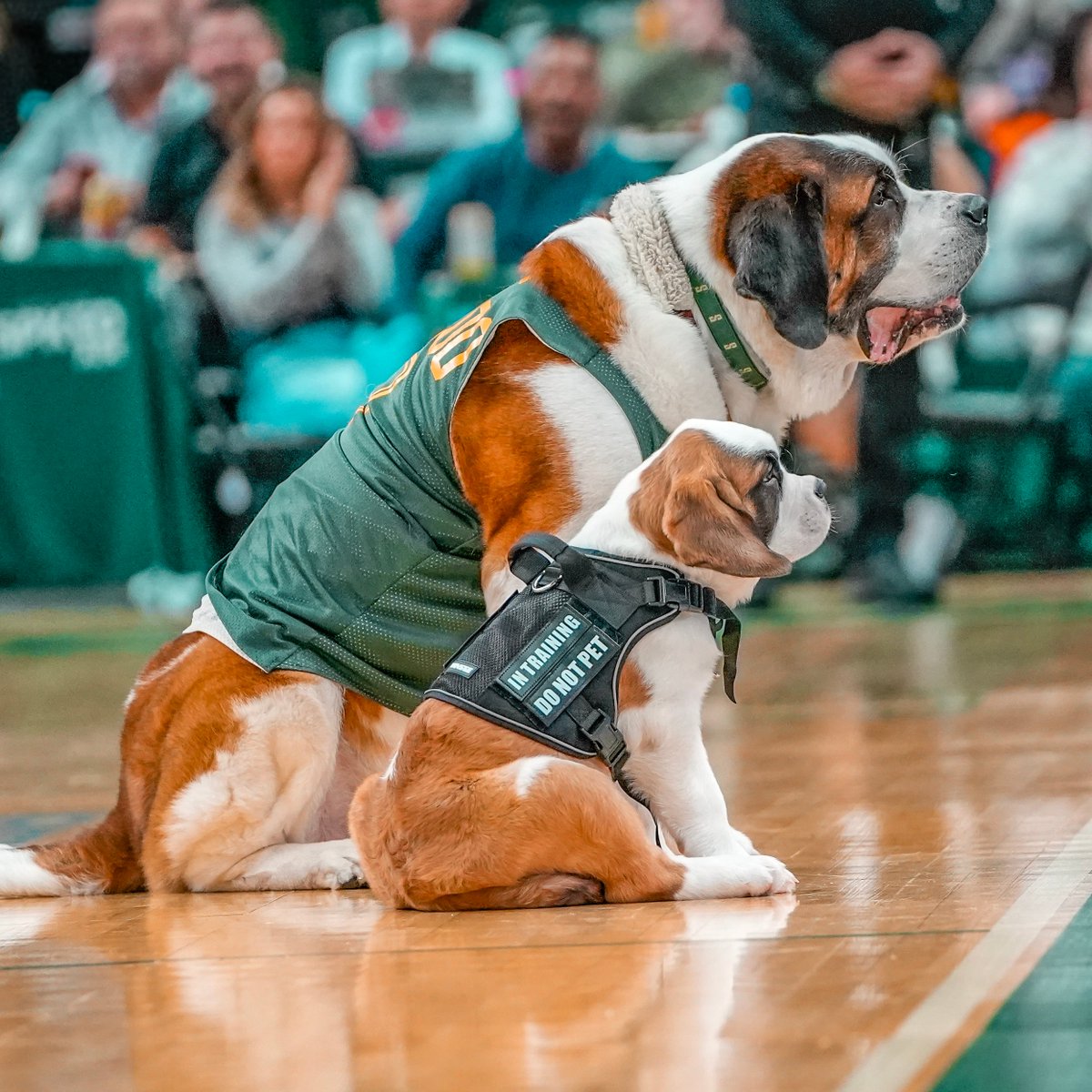 SienaMBB's tweet photo. 🏀 Snapshots from Syracuse

📸 Ed Bemiss | James DiBianco | Alex Furlong | Becca Lundy | Oliver Maggs | Lisa Schlager
🖼️ https://t.co/iLpKBitMVU

#MarchOn x #SienaSaints x #NCAAM https://t.co/R76uSTbDfB