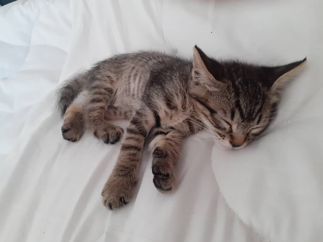 Artism_Vpn's tweet photo. My sister just sent me this picture of her cat I need you guys to see it https://t.co/xS0DGOs2lj