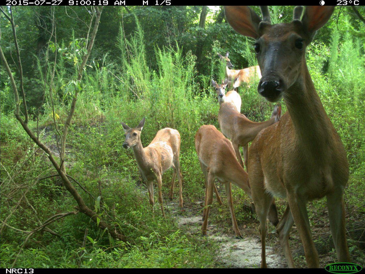 Trail_Cams's tweet photo. https://t.co/b3oOGgOq0u