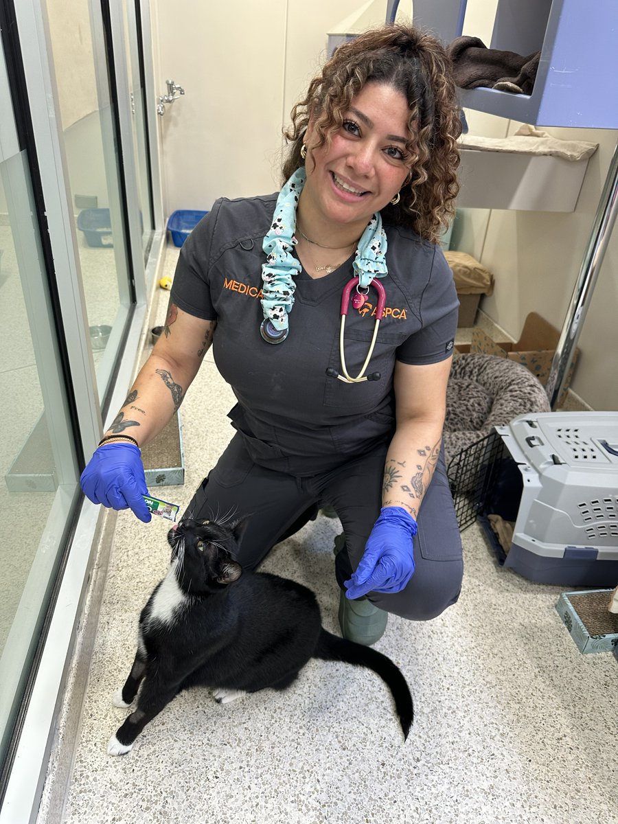 ASPCAPro's tweet photo. 🌟Aspiring veterinary professionals: On 10/27, join us for a session that will provide info on veterinary technician careers and hiring at the @ASPCA! Hear from two vet techs as they discuss their career paths and answer your questions during a Q&amp;A!
https://t.co/lWaox1kQkk https://t.co/HtYJTQ0NHC