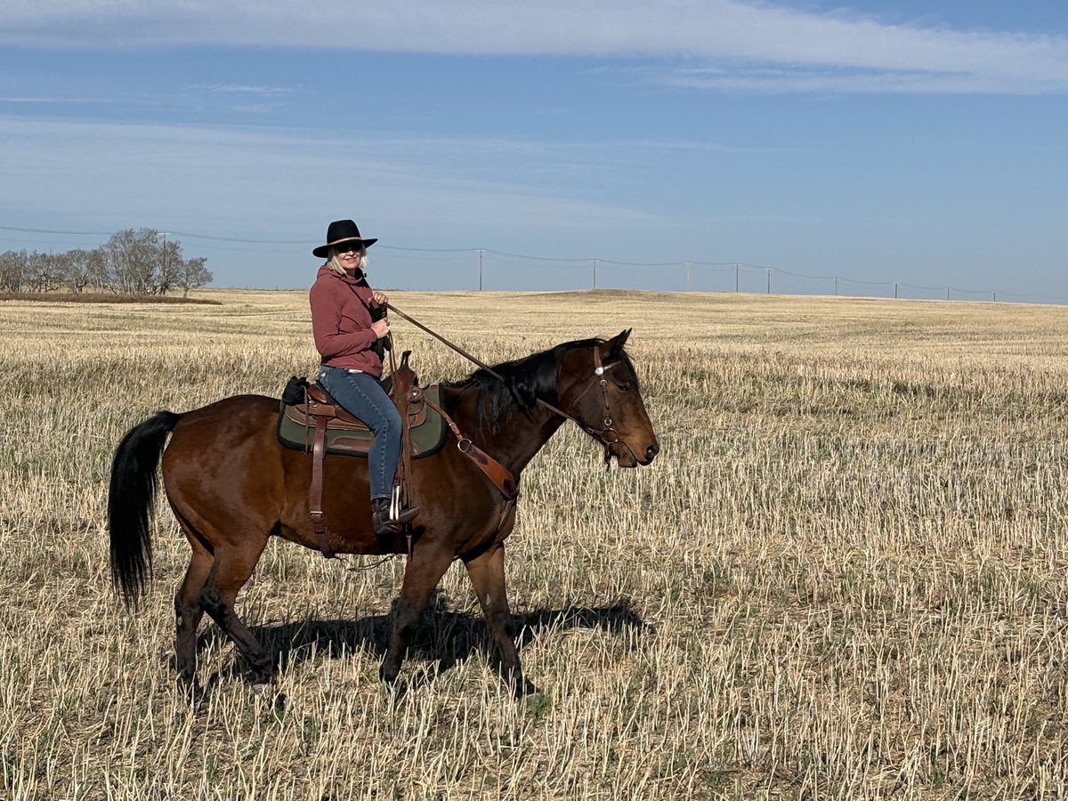 LaureenHarper's tweet photo. What a glorious day to ride across the Alberta prairie. Boon, as always, is such a good boy. https://t.co/3Yh7v6zISZ