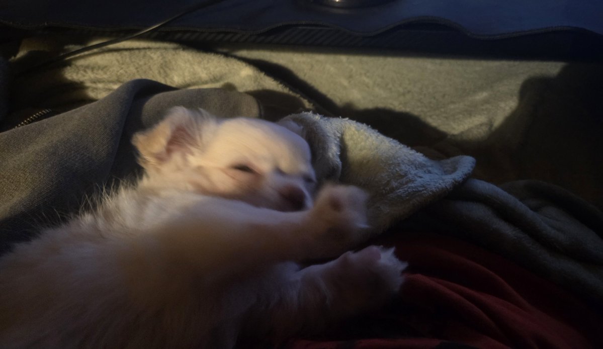 offthacid's tweet photo. @Nyxwth9 he got two sweet treats after this tweet and is now snoring loudly..☺️ https://t.co/srHka2LM40