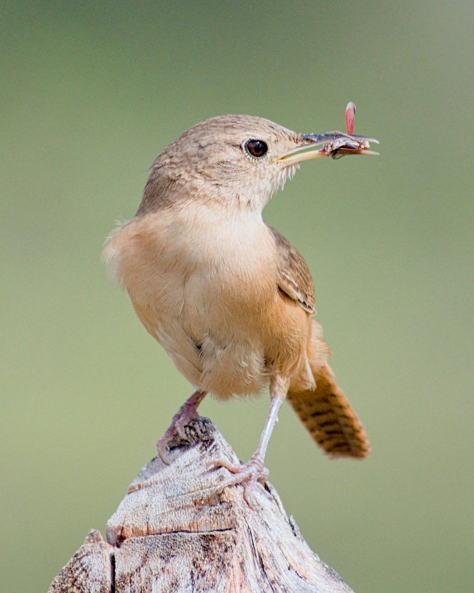 RachelCarsonDC's tweet photo. Bird Fact: Bewick’s Wrens forage for insects and spiders among shrubs, brush piles and tree bark, using their slender, curved bills to search for food in tight spaces.

Learn more about our #BirdOfTheWeek: https://t.co/oKufeVtnxy 

#Birding https://t.co/DWgK3B46Fo
