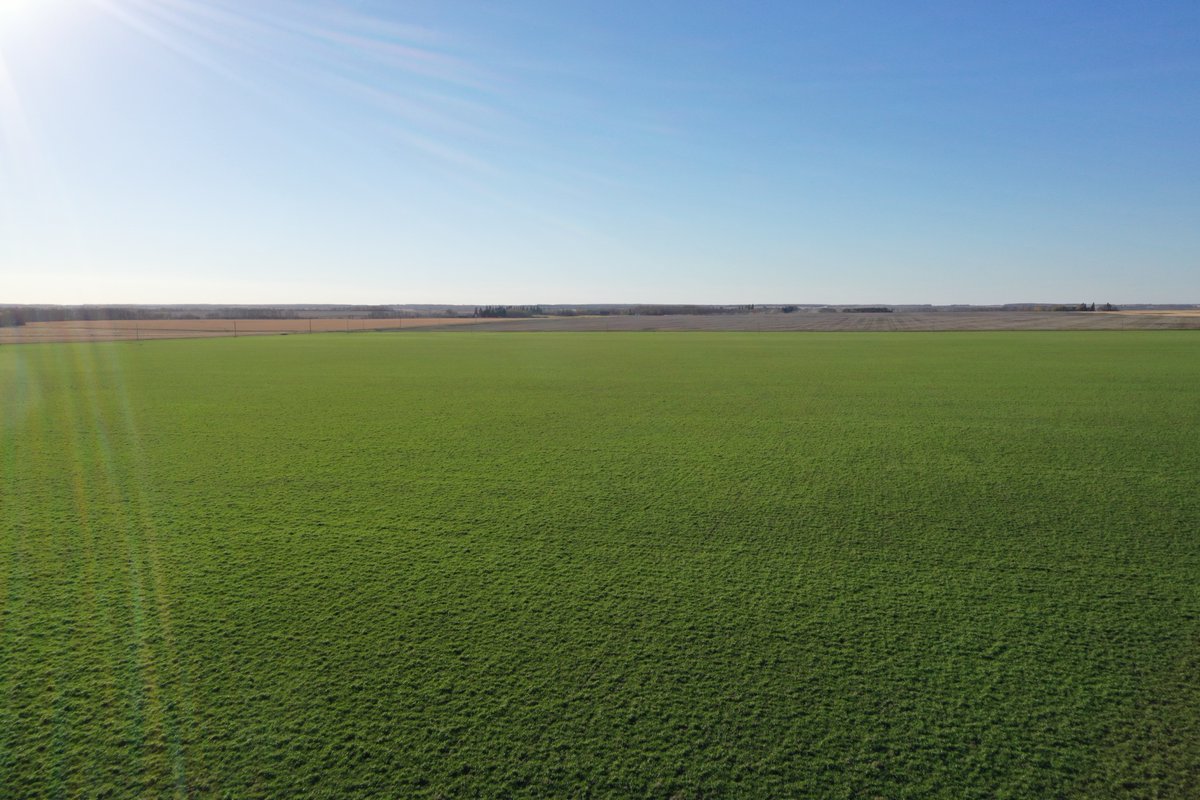 ObsidianDanger's tweet photo. Thanks @FPGenetics for swinging by to check out my hybrid rye! Also for the tips for next year’s crop. SU Performer. https://t.co/HKMyNfmCYW