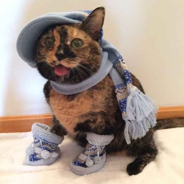 swinkying's tweet photo. no thoughts just cats bundled up for winter https://t.co/CARuDVxYQq