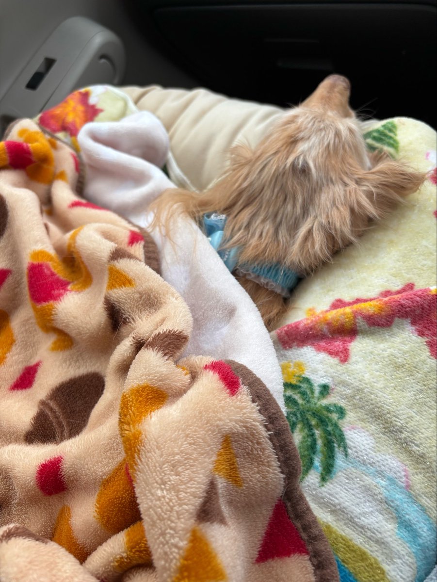 Yukinko0520's tweet photo. 皆様へ。

さすけ
明日の退院を待たず
今朝急変してしまい
8:47息を引き取りました
最期は苦しまず静かに…

病院からの帰路は
いつもの様に助手席に乗って
大好きなお家へ

入院させた事に後悔は無く
ただ…1人で逝かせてしまった事が耐えられない… https://t.co/JWUzZMLS2t