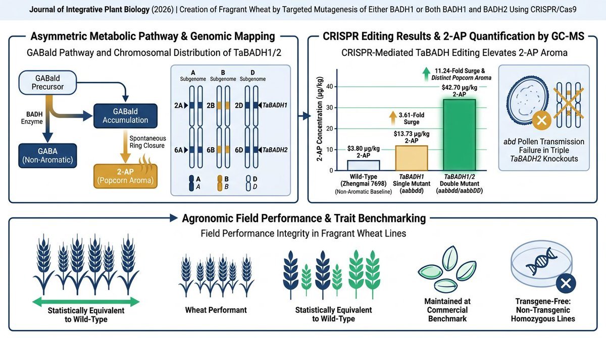 wimi_biotech's tweet photo. Fragrant Wheat is Here! 🌾🍿 Lanqin Xia (CAAS) & Yan Guo (CAU) Teams Publish in JIPB (2026)!

Targeted mutagenesis of TaBADH1 & TaBADH2 creates transgene-free fragrant wheat with up to an 11.24-fold boost in 2-AP! 🎯📦

Key Technological Breakthroughs:
🍿 11.24-Fold 2-AP Surge: Double knockouts (TaBADH1-aabbdd / TaBADH2-aabbDD) elevated grain 2-AP from 3.80 μg/kg to 42.70 μg/kg, conferring a distinct popcorn-like aroma.

🧬 Asymmetric Gene Redundancy: Discovered that TaBADH1 (Chr 2) plays a dominant role over TaBADH2 (Chr 6) in wheat 2-AP biosynthesis—a novel regulatory pattern distinct from rice, soybean, and tomato.

🧫 Gametophytic Transmission Barrier Uncovered: Identified male gametophyte transmission failure for triple-knockout abd TaBADH2 alleles, establishing subgenome-specific editing parameters.

🌾 Zero Yield Penalty: Field trials confirmed that transgene-free fragrant lines maintained wild-type tillering, grains per spike, thousand-grain weight (TGW), and per-plant yield.

A major milestone in quality trait bioengineering for staple cereal crops! 🚀🌟
https://t.co/n6LmVwBlXS

#WheatGenomics #CRISPR #FragrantWheat #JIPB2026 #2AP #AgBiotech