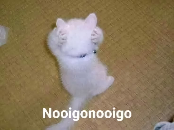 SUPERIORWICCAN's tweet photo. Por idiota ahora tengo que speedrunear el fijado. https://t.co/QDn2opjo6G