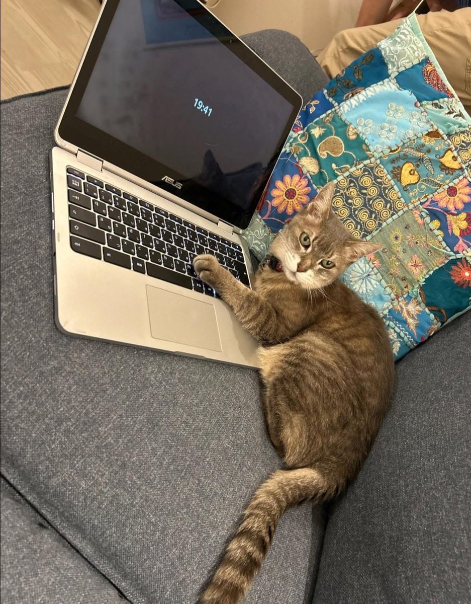 sabudebu1's tweet photo. エサを注文したくてパスワードに苦戦する猫がここにいます。

Here is the cat that is trying to hack the password. https://t.co/xU0CPLvFQa