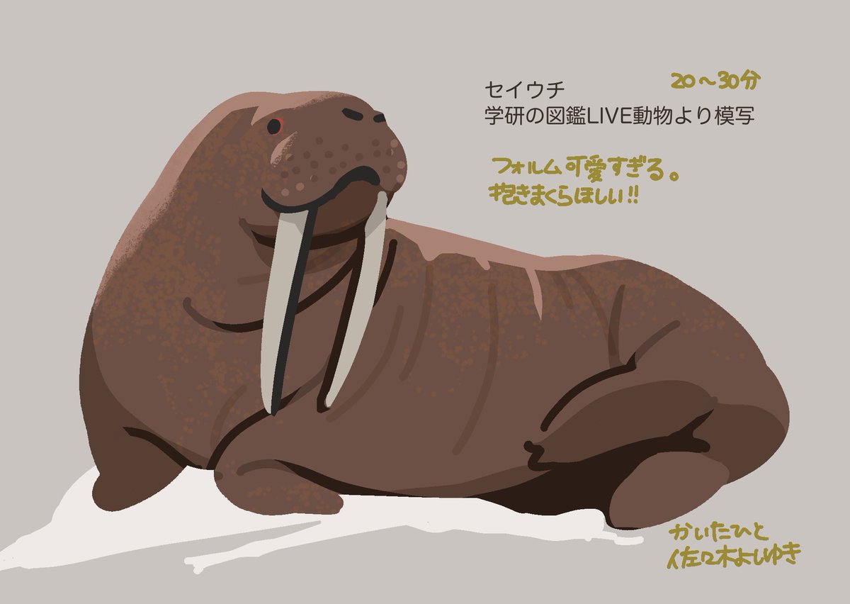 yyuki_sasaki's tweet photo. セイウチの写真から模写です。
おヒゲ短めさん
最短ラインで表現しようとしたらこんな感じかな？可愛いね💋 https://t.co/jDjedhCBxW