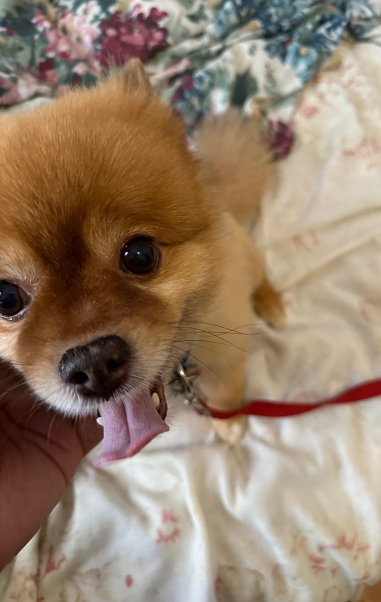 LandoPaidAgain's tweet photo. My little bundle of joy, Toby 🥲♥️ https://t.co/OeBu8v8K5c