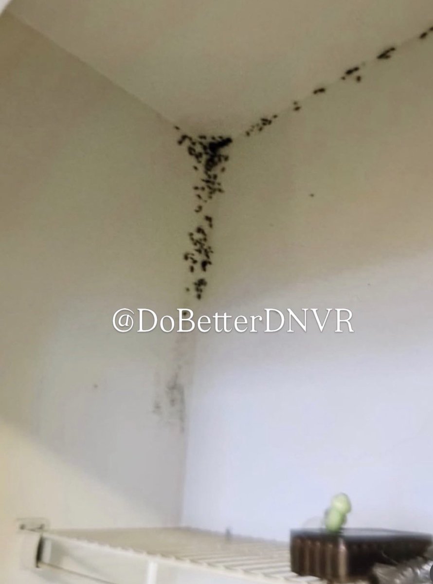 dobetterdnvr's tweet photo. 40th & Colorado.

Inside the Renaissance at Colorado Station, run by the Colorado Coalition for the Homeless (CCH), units are getting absolutely destroyed by drug-addicted tenants.

Most of these tenants are on project-based vouchers paid for by taxpayers. This resident destroyed their unit so badly, but they’re not even getting evicted. CCH is just cleaning it up on the public dime and letting them move right back in.

This is what’s happening in the hotel rooms and apartments Denver is filling with the same failed approach. No real consequences. No accountability. 

Just endless taxpayer money cleaning up the same destruction.

This is what you’re funding.

@COCoalition