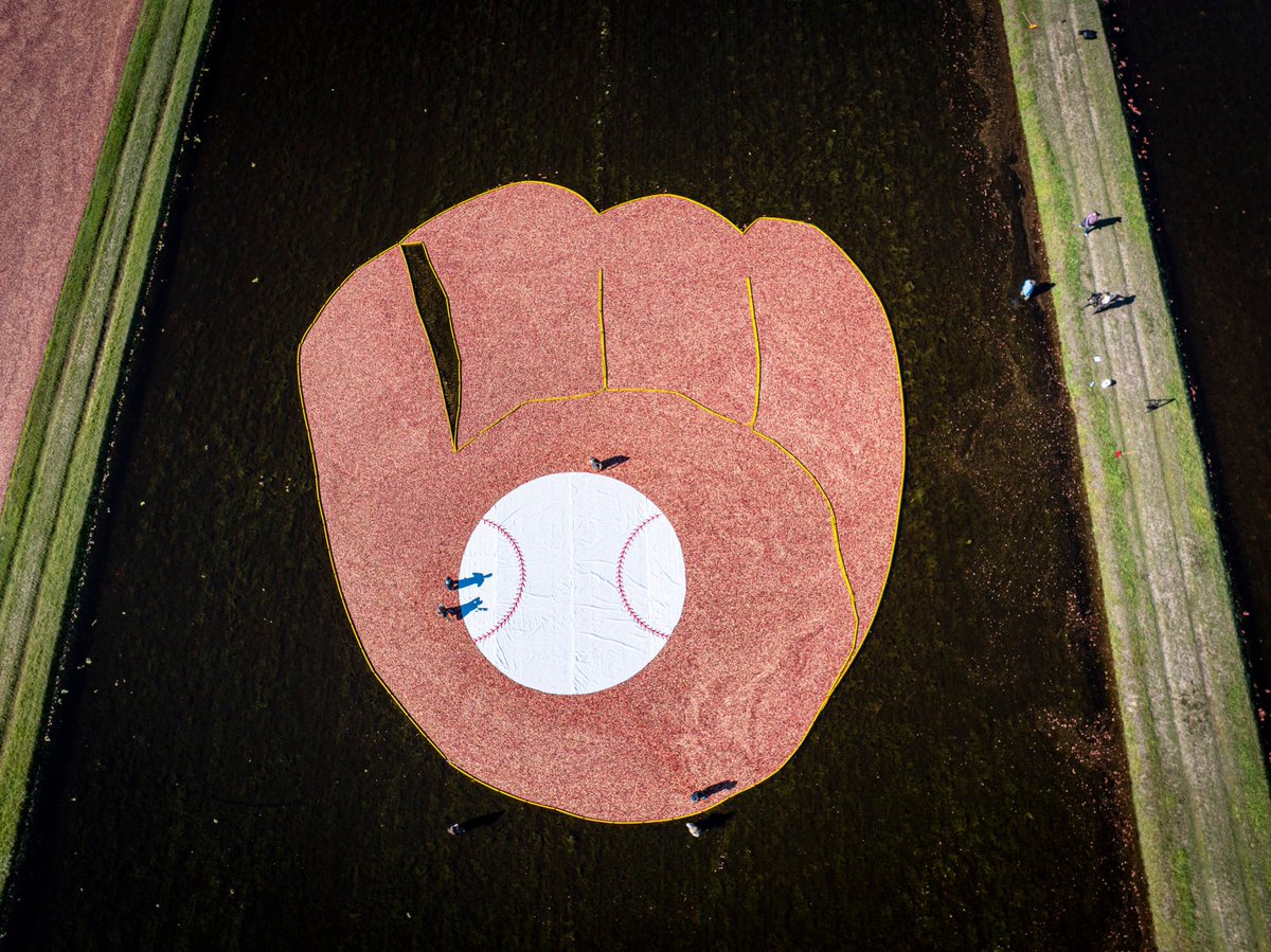 AdamMcCalvy's tweet photo. Fun fact: The state fruit of Wisconsin is the cranberry, and some of the approximately 250 growers statewide came together to show the Brewers who they are rooting for in the World Series. 

(Thanks, Wisconsin State Cranberry Growers Association!) https://t.co/bahXNL6EcV