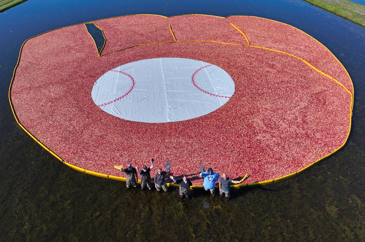 AdamMcCalvy's tweet photo. Fun fact: The state fruit of Wisconsin is the cranberry, and some of the approximately 250 growers statewide came together to show the Brewers who they are rooting for in the World Series. 

(Thanks, Wisconsin State Cranberry Growers Association!) https://t.co/bahXNL6EcV
