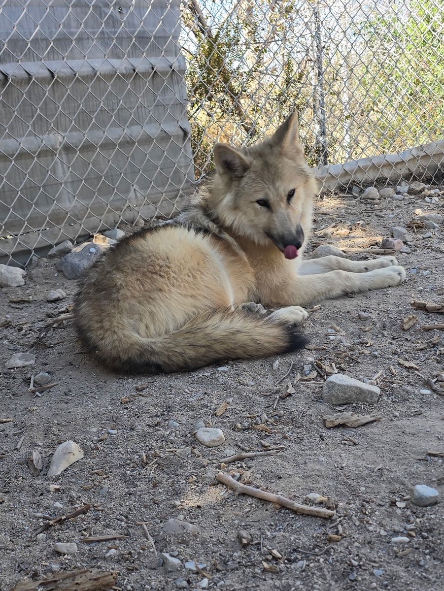 AlveusSanctuary's tweet photo. Everyone meet Roxy (current name), our new female wolfdog ambassador joining us at Alveus soon 🐺💚 

We’ve been working on getting a companion for Akela and now Roxy will be joining us next week from a sanctuary in California! She is about 5 months old (born on May 1, 2026).

Roxy will help us raise awareness about responsible pet ownership, the historic persecution of wolves by humans, and the critical role wolves play in their ecosystems.