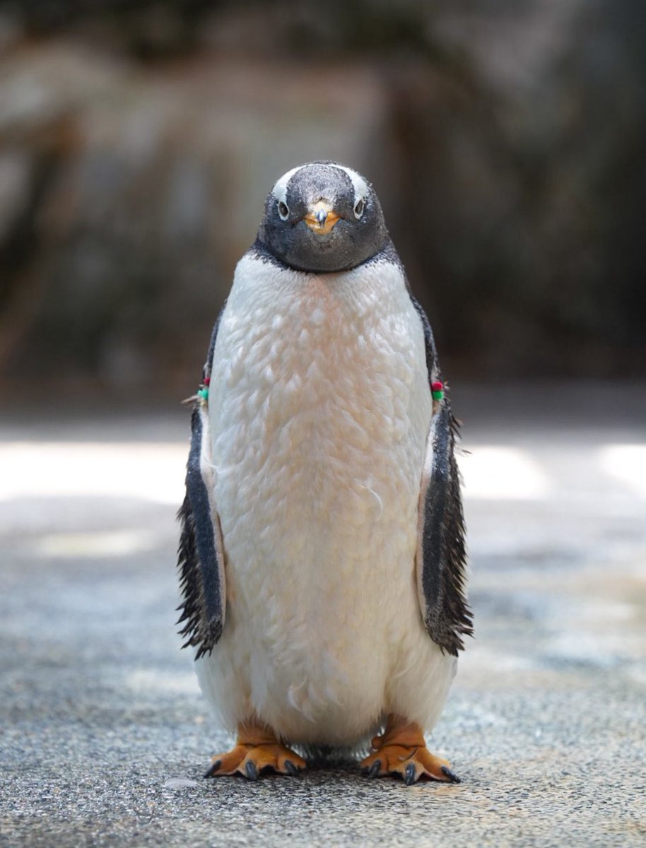 haru3131sui's tweet photo. きをつけっ！

#長崎ペンギン水族館 https://t.co/JiRXlaXC18